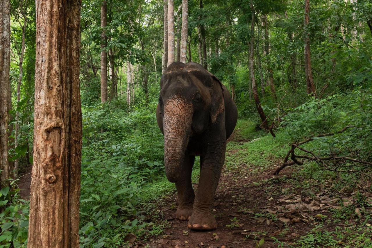 Hotel Chiang Mai Elephant Friends Exteriér fotografie